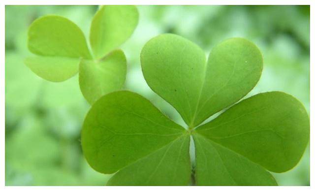 过了小雪,家里要有的3种"好运花",寓意生活如意财源广进_象征_叶子