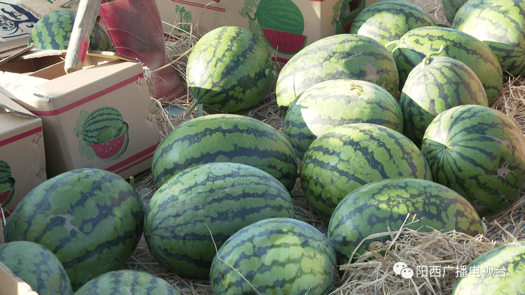 阳西上洋:反季节西瓜错峰上市效益高