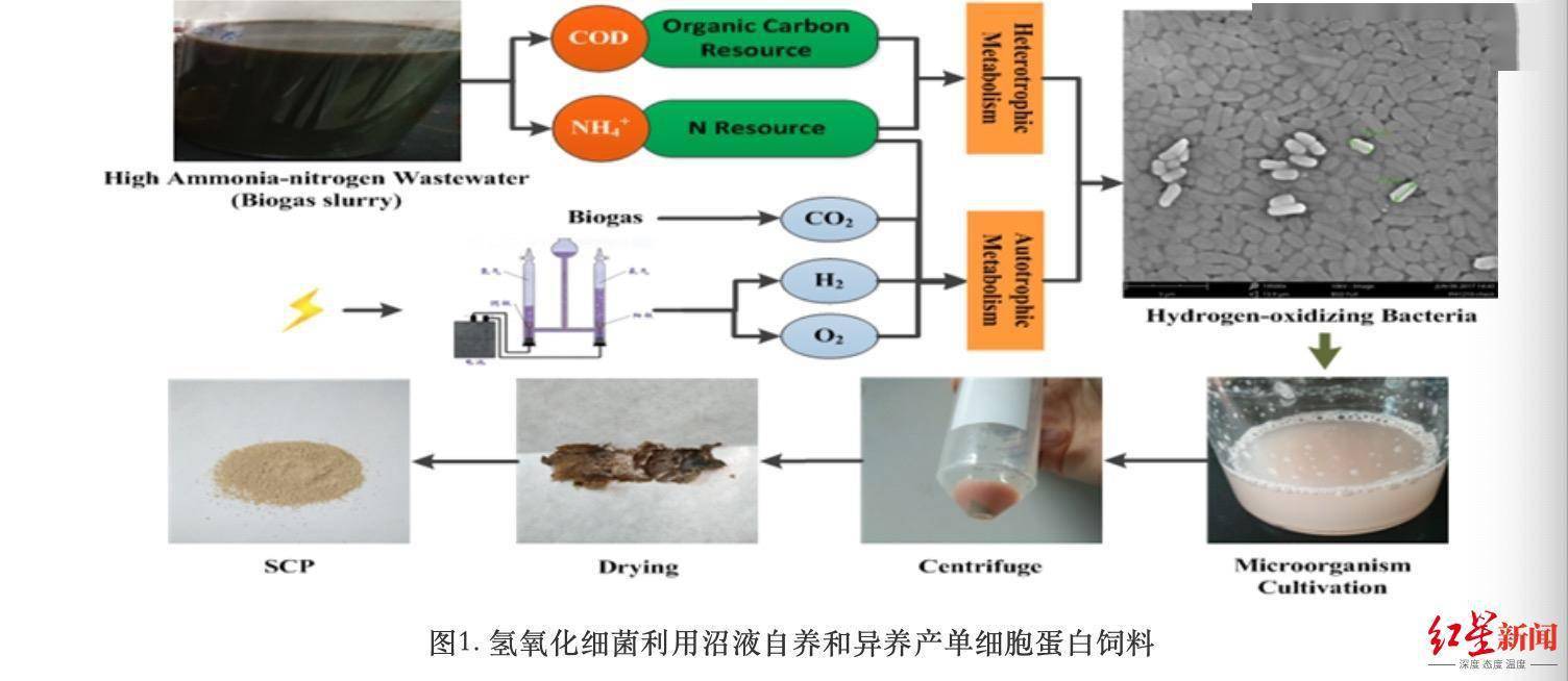 冲刺四季度｜成都这个研究所迎来新进展！无需日照和大量土地的单细胞蛋白饲料来了