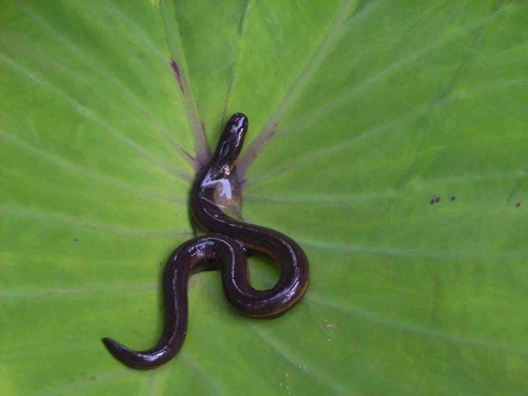 物种存活时间上亿年,中国唯一的一种蚓螈目生物,这些名号都为版纳鱼螈