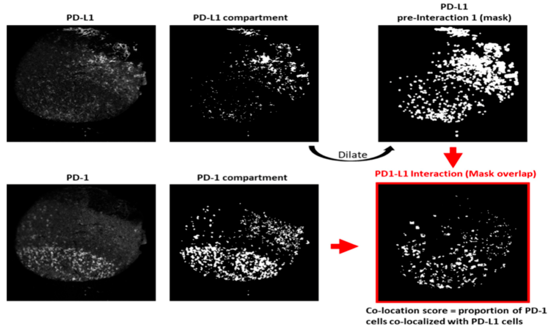 细胞|CCR：PD-1/PD-L1一相逢，便胜却其他标志物！