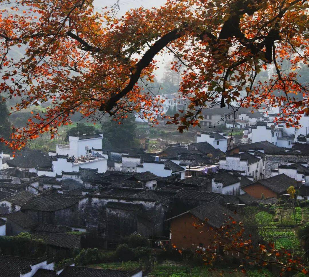 正值婺源深秋,一起来看看一个独特的村庄——长溪村