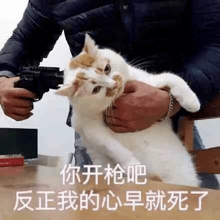 宠物网红，替人赚钱的工具猫狗_视频_主人_流量- 全网搜