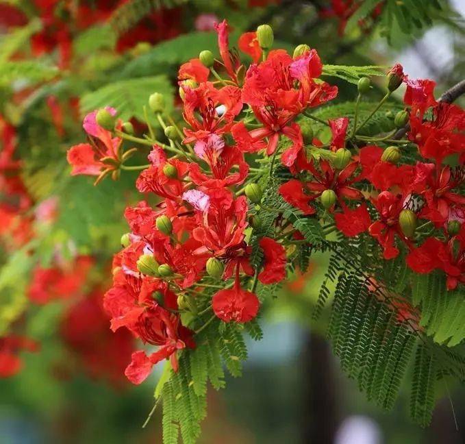 花语为:离别,思念,火热青春凤凰木是非洲马达加斯加共和国的国树,也是