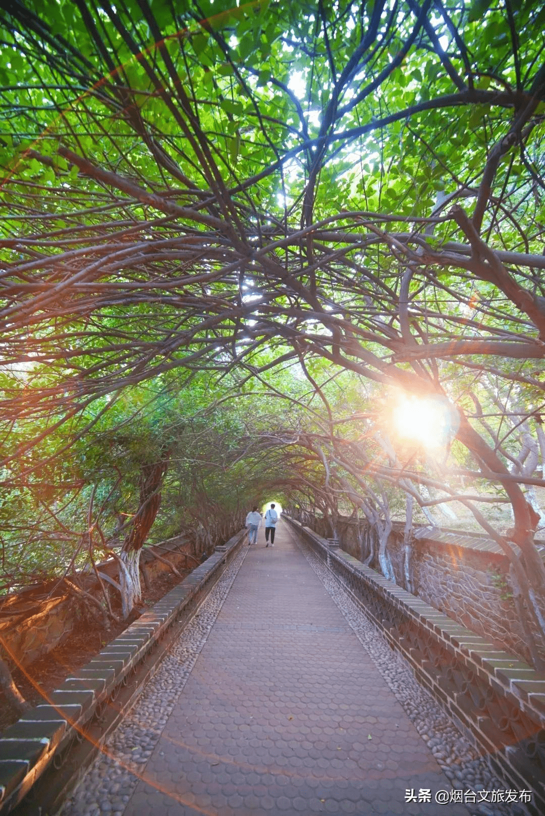 阳光|初冬到烟台，给你一点“暖”