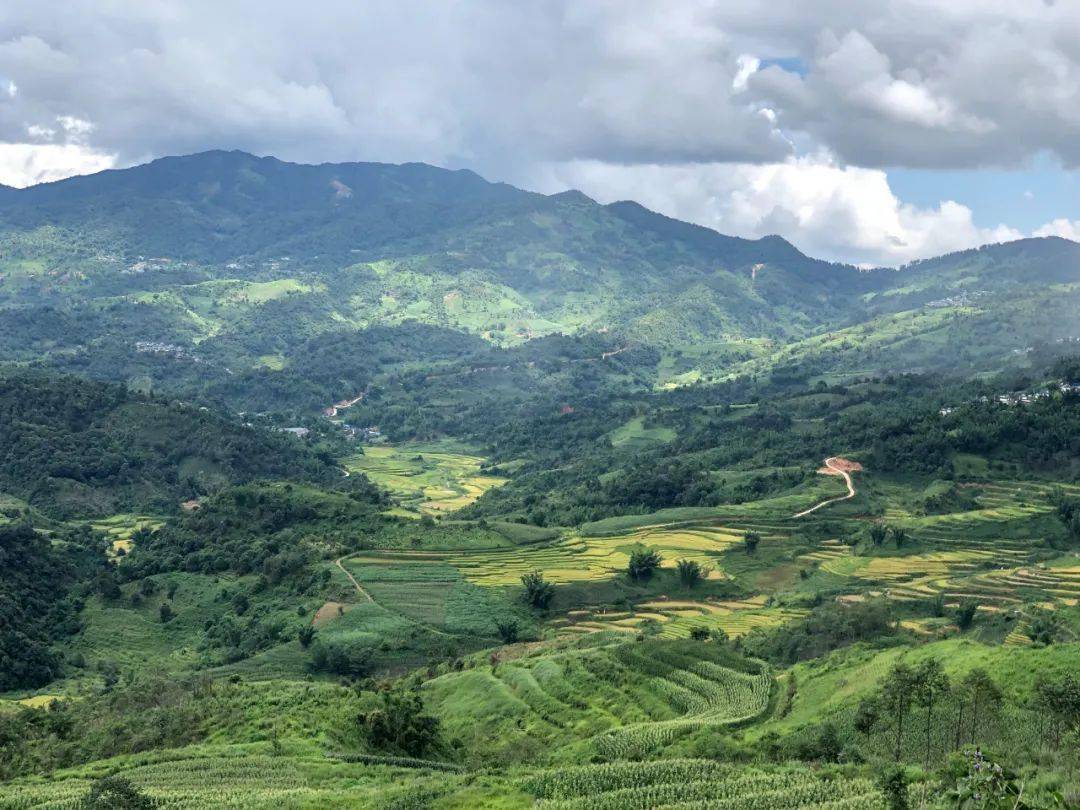 乘着火车游西双版纳·去勐海丨赴一场茶山之约_茶树_布朗山_普洱茶