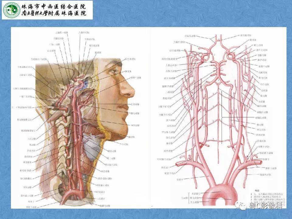 最全的圖解頭頸部血管解剖及willis環常見變異_cn_觀點_網站