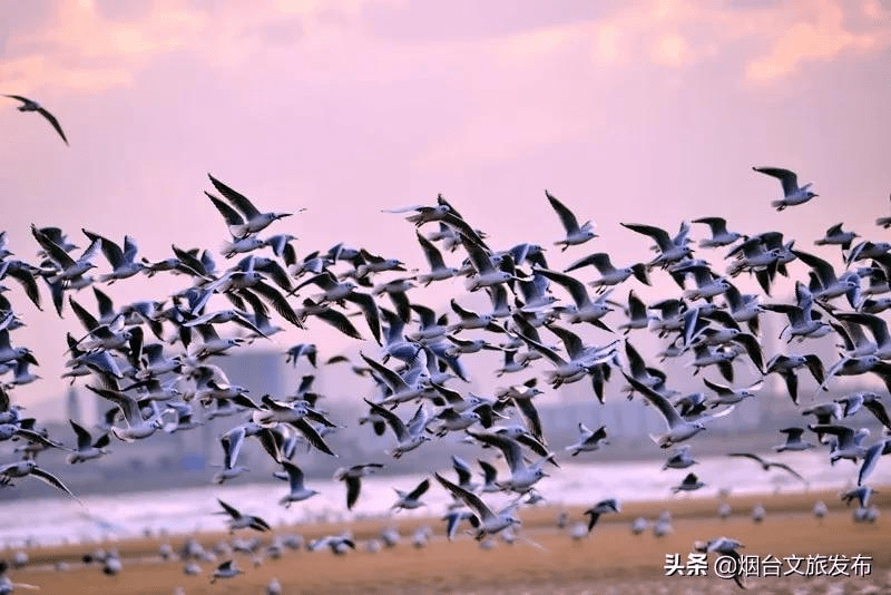 海鸥|“小精灵”又回来啦！快到蓬莱海边来一场“鸥遇”吧~