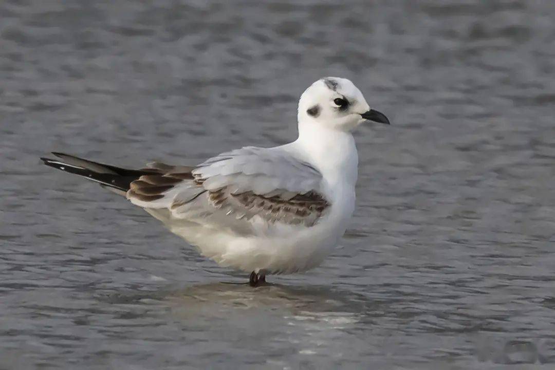 圖為11月27日,一隻黑嘴鷗幼鳥在霞浦縣長沙村海邊飛翔,憇憩.