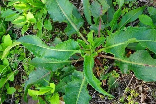 这种野草俗称山大王比醋还酸可治大便困难常被大家忽略