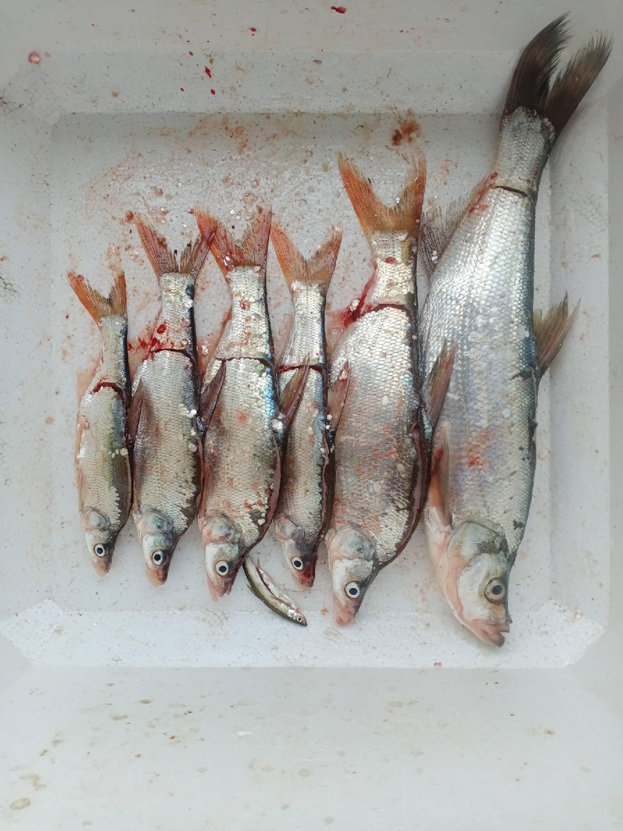 白嘴翘,鸭嘴翘,鳜鱼 ,蓝刀片,鱼种丰富,大师们使用百般钓技,鱼获满满