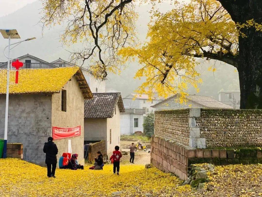 絕美金色浪漫上線,撫州超全銀杏打卡攻略來襲!_古寺_中村_千年