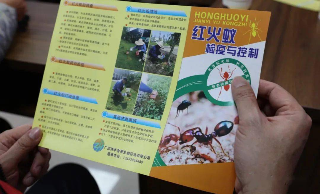 红火蚁怎么防治柳城开展红火蚁监测及防控技术现场培训