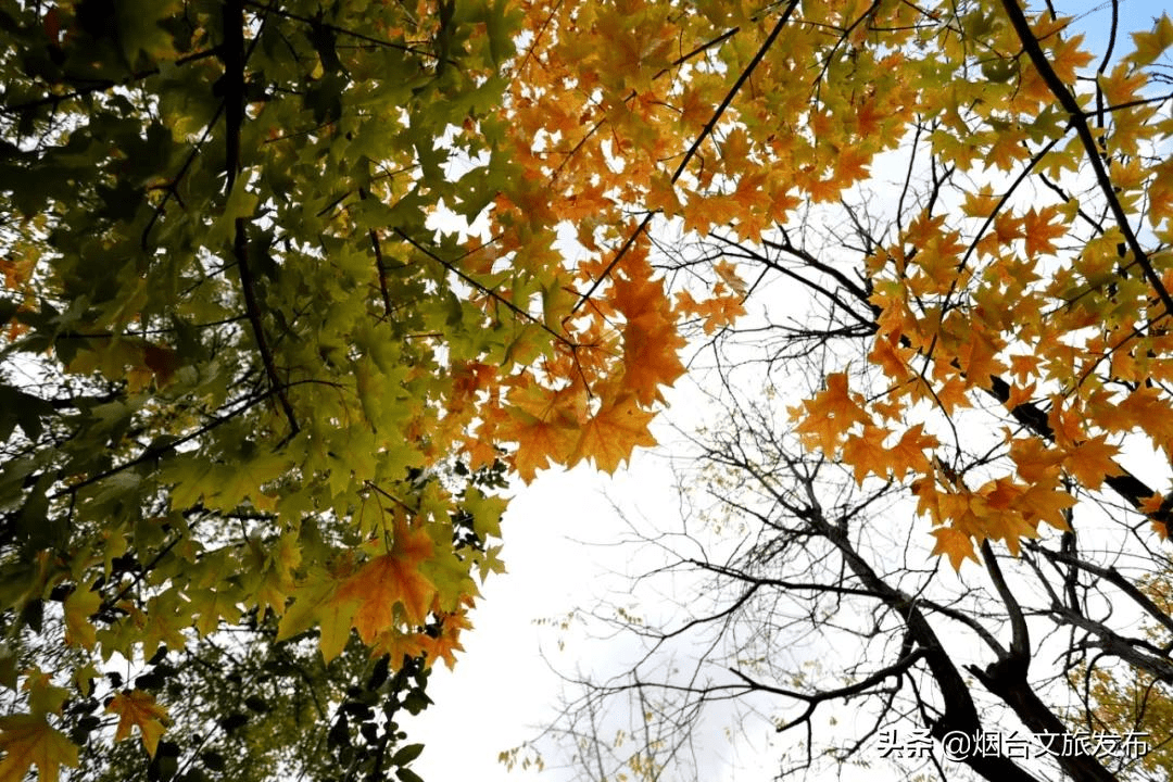 冬雨|蓬莱阁，叶，叶，叶，叶，yeah！