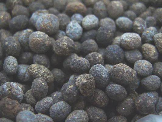 白丁香是麻雀的粪便,具有消积,明目之功效.