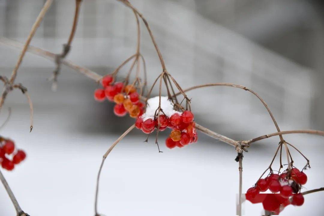 银堆|【雪落象牙塔】东北农业大学：银堆玉砌 雪漫飞花