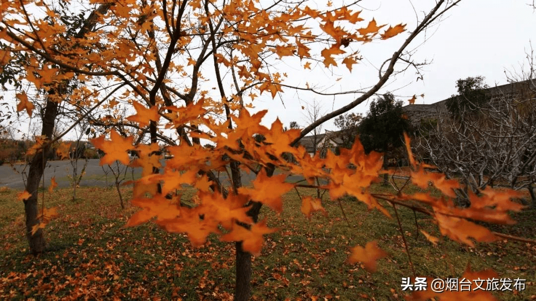 冬雨|蓬莱阁，叶，叶，叶，叶，yeah！