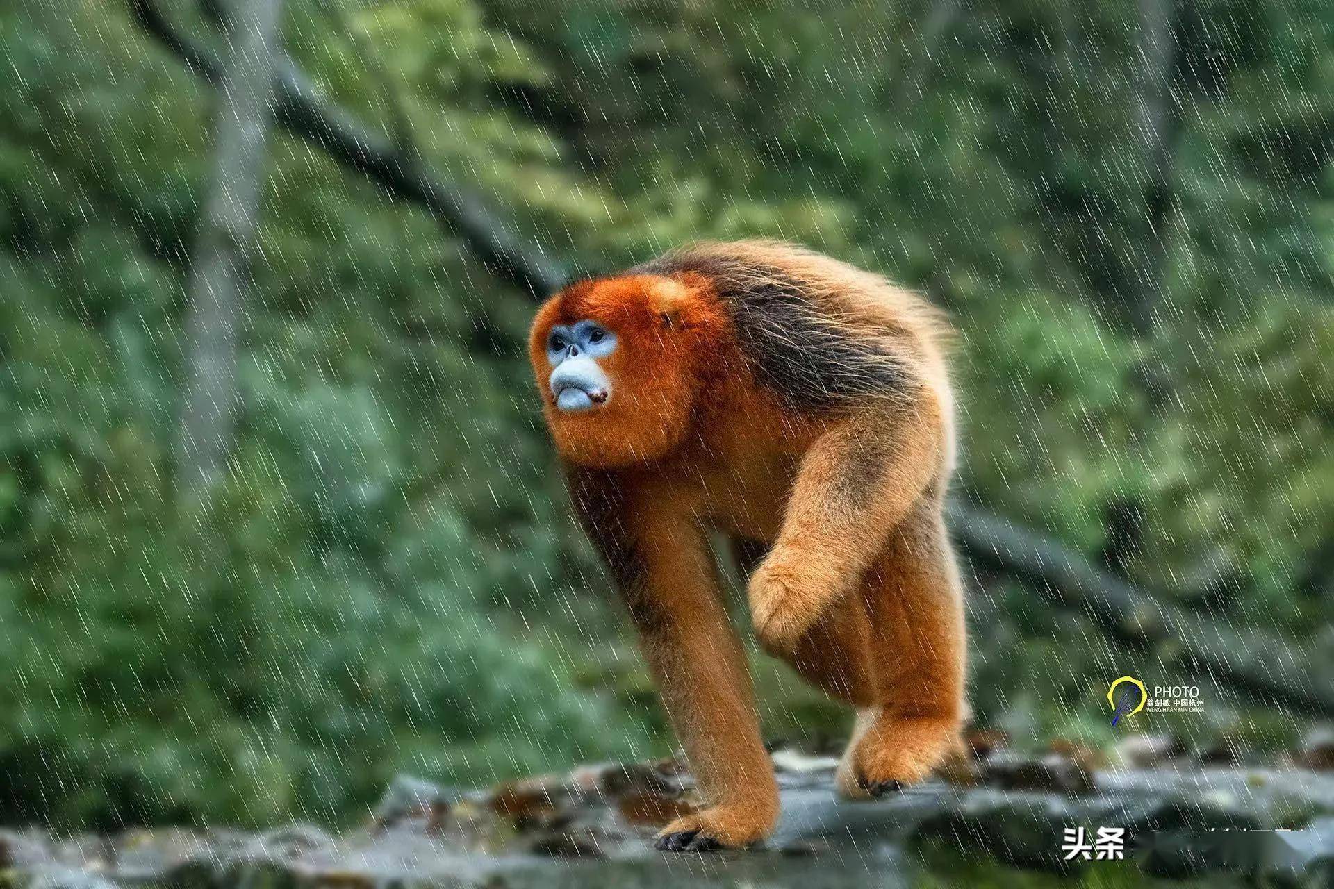 野生金丝猴世界濒危珍稀动物杭州翁剑敏摄影