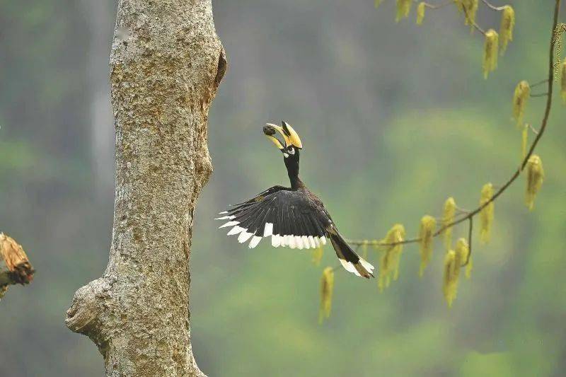 云南省铜壁关省级自然保护区的冠斑犀鸟 龚强帮摄