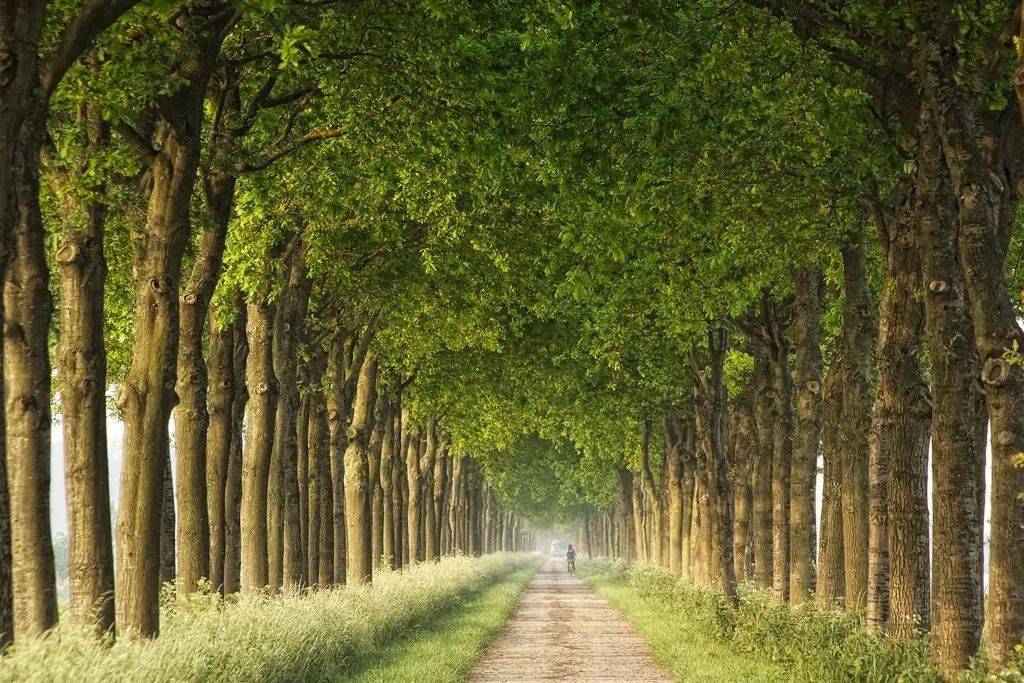 拍照技巧教程树林 16e5f392370747d58e1d009a3d54b2c0.jpeg