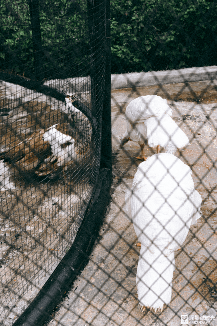 再見了,深圳第一家動物園_東湖公園_趣味_籠舍