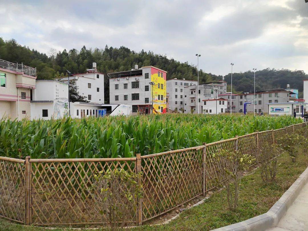 连平县乡村振兴现场会走进上坪镇:聚力打磨乡村振兴"连平样板