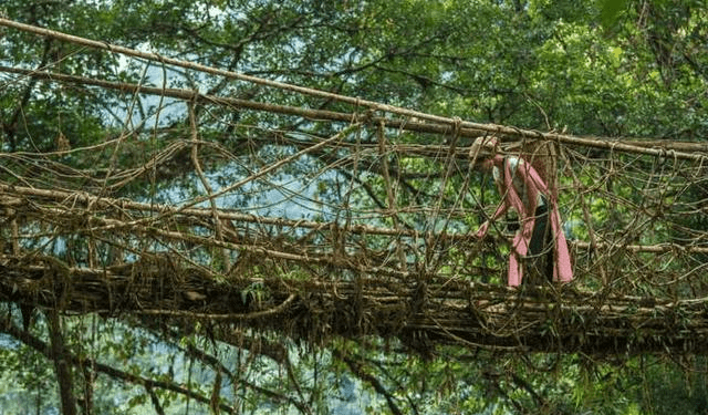 印度的这个"树桥",是位于印度的乞拉朋齐的榕桥.