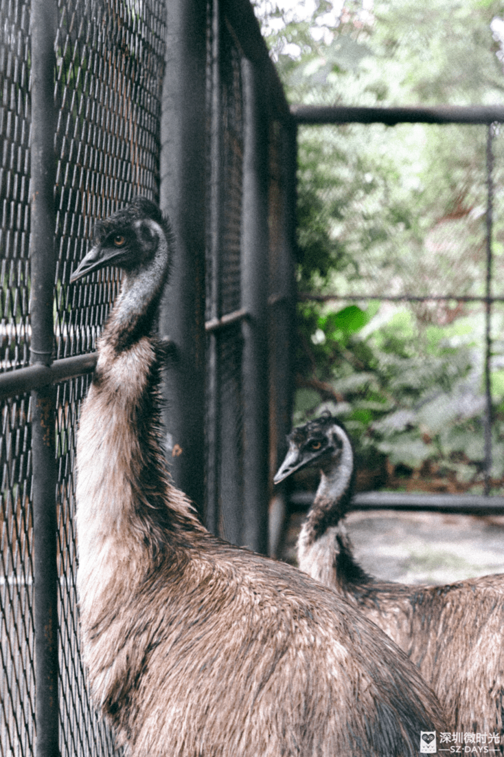 再見了,深圳第一家動物園_東湖公園_趣味_籠舍