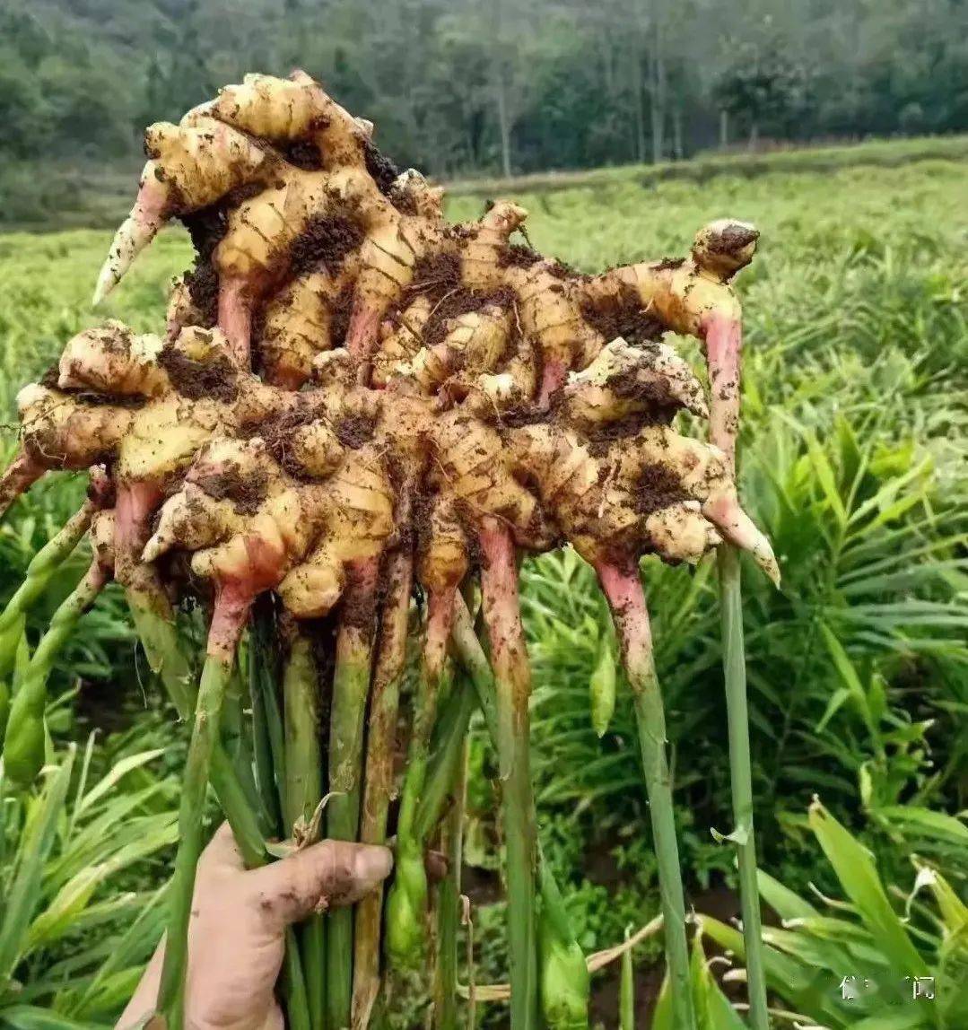 黑地膜种植生姜图片