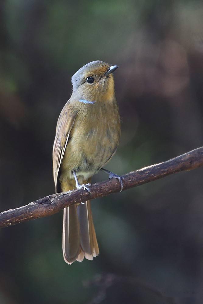 带有仙气不俗的鸟——大仙鹟