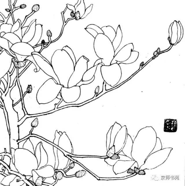 花卉白描乾貨_海棠_牡丹_君子蘭