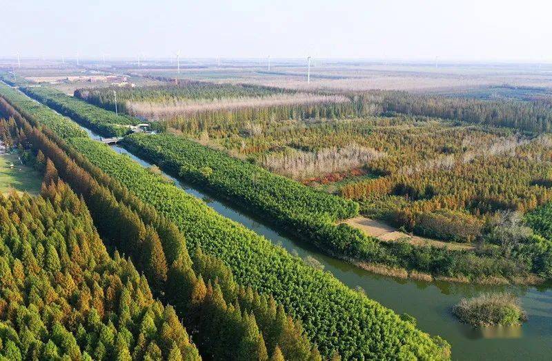 盐城旅游年卡 东台黄海森林公园_游客_水草_河流