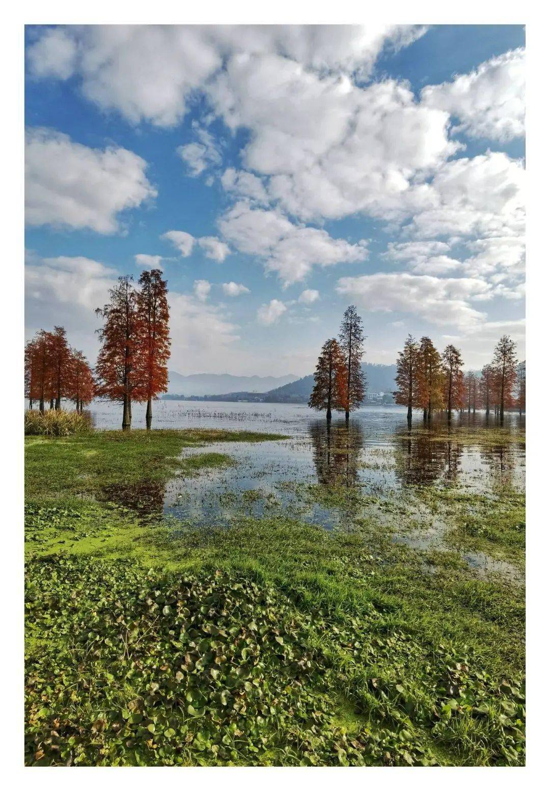 季节|宁波这地方又双叒叕刷屏了！这个季节，美得像画卷~