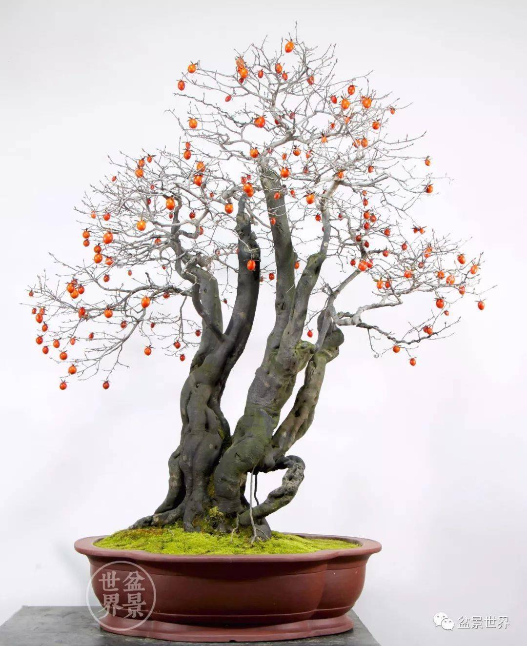 喜柿连连_老鸦_作品_cm