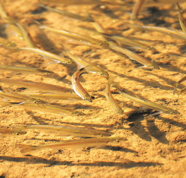 東湖國家溼地公園,清澈的湖中小魚兒成群結隊在遊曳.