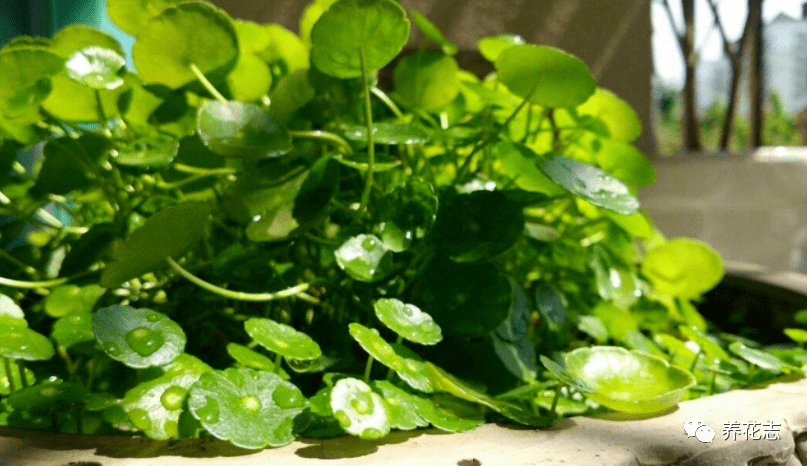 盆栽浇水多少 64011ebef02447aca47d6c07b820cf06.png