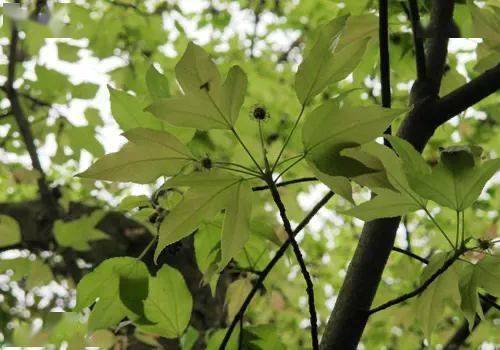 科学驯化野生植物为苗木行业添生机 大余县 枫荷 红豆杉