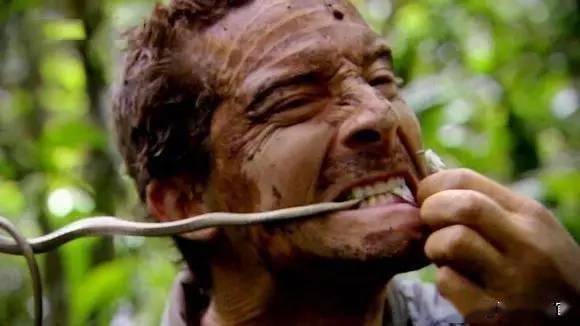 贝爷示范吃活蛇.刘连仁曾遭到过蛇的攻击,被他反杀后直接生吃.