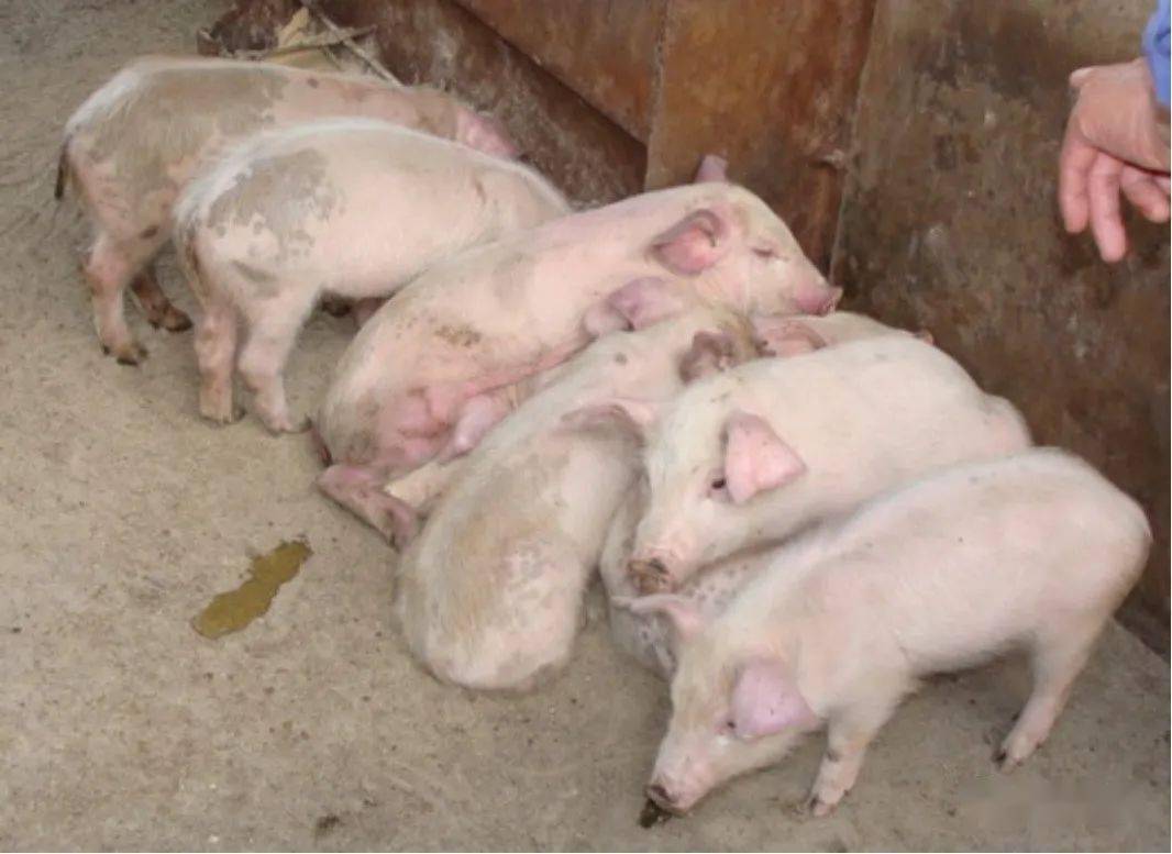 引起初断奶仔猪腹泻的3大原因及解决猪场小猪拉稀的方案推荐 - 知乎