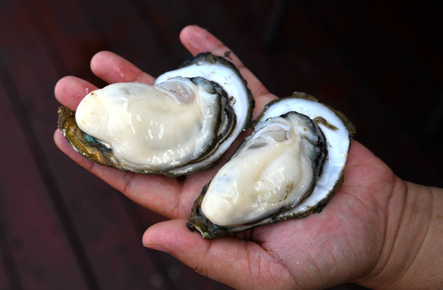 广西钦州:正是大蚝肥美时_敖帅_养殖_海域