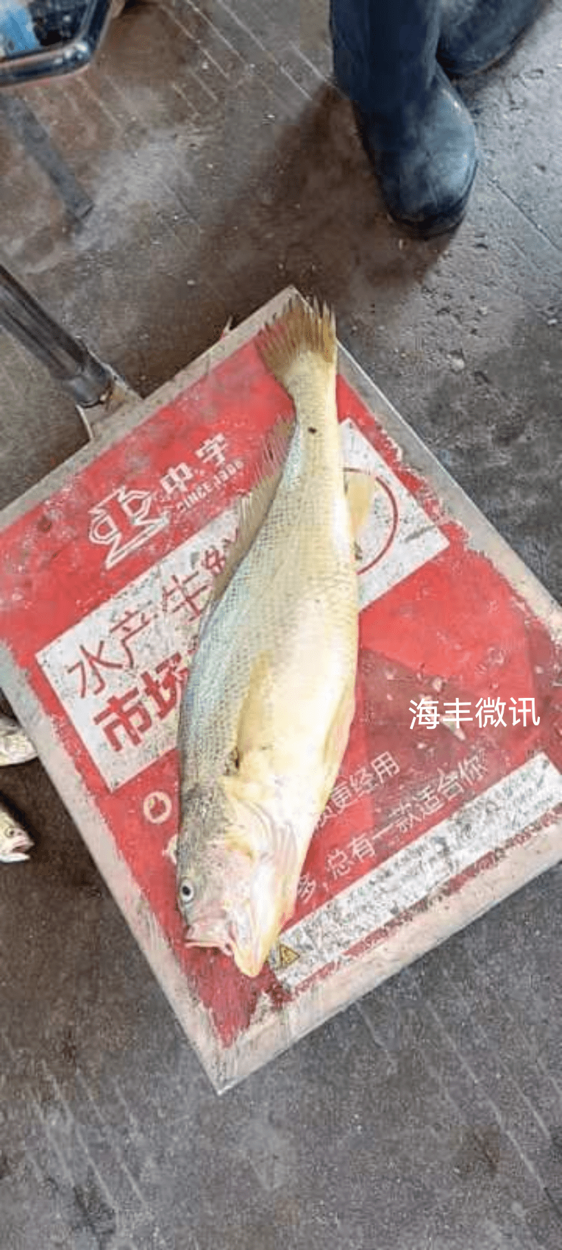 罕见鲘门有渔民捕获一条野生鱼引来许多人围观拍照