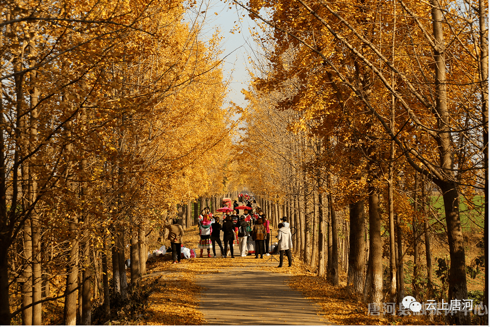 郭滩镇李庄村银杏大道成为网红打卡地