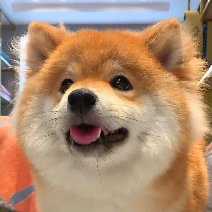 今日份的柴犬治愈微笑,不由自主跟着笑了起来!_xhs@_图片_来源