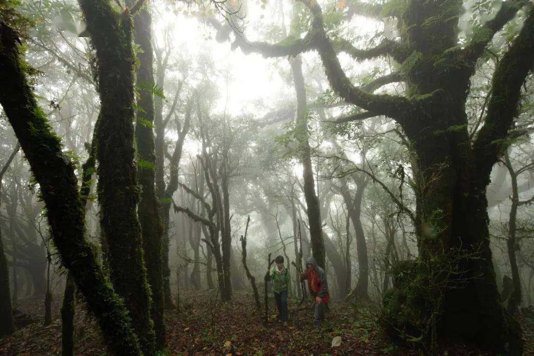 新闻|什么是哀牢山？｜草地·新闻地理