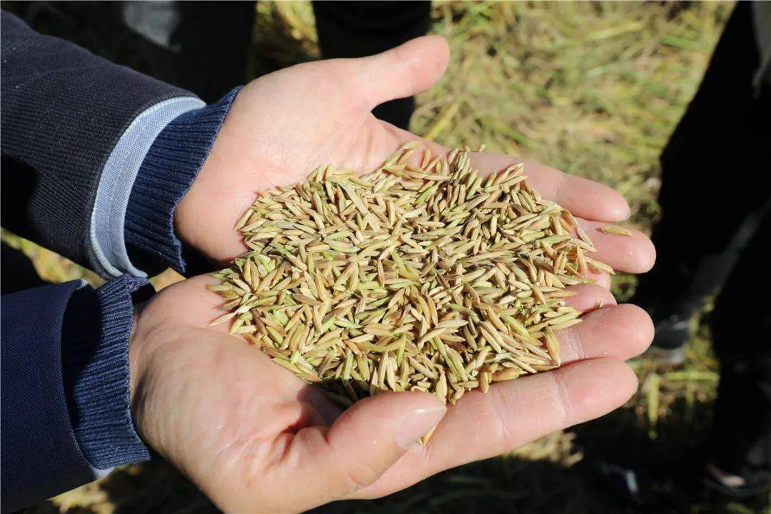 嫦娥五号太空稻丰收了!河源首次种植,收割近8000公斤稻谷