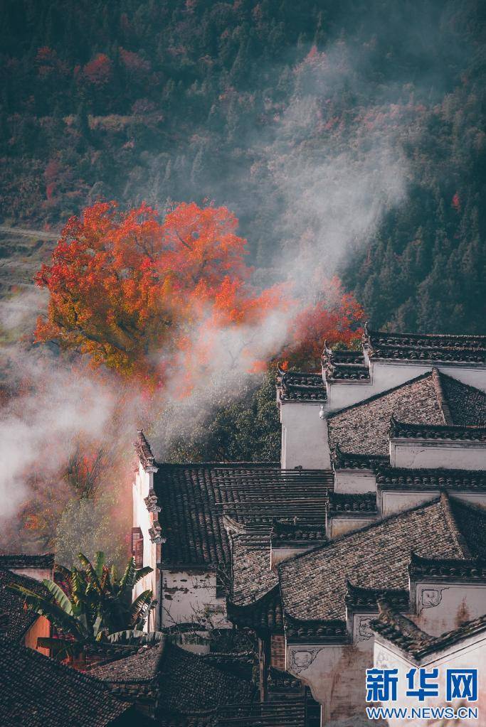 左邻右舍|“枫”景独好！婺源篁岭晒秋人家赏红枫