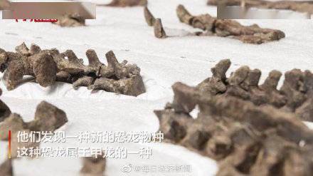 化石|智利挖掘出7400万年前化石