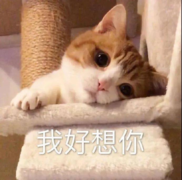 今日份沙雕搞笑表情包