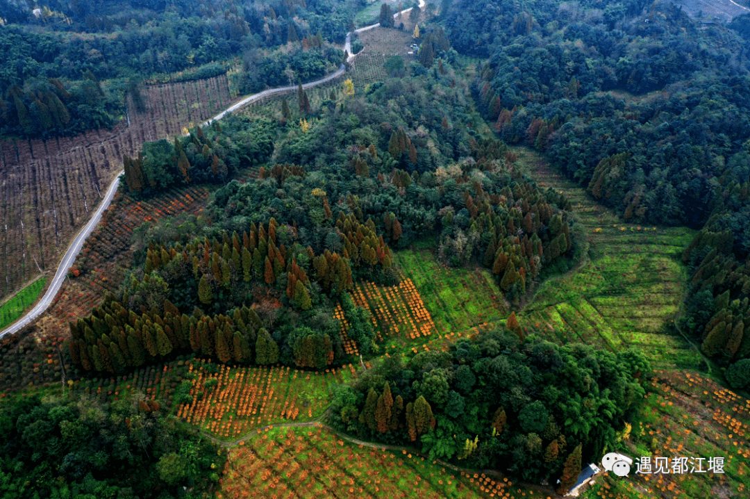 社区|都江堰这个地方年度压轴绝美景色上线，尝完美食，更加不愿走了！