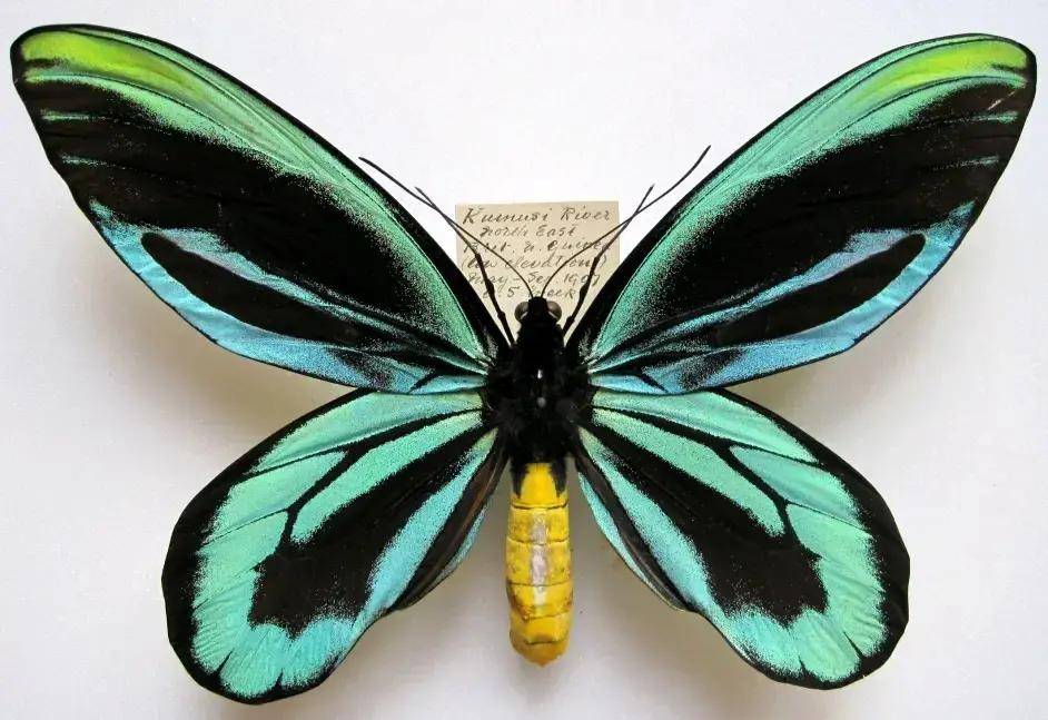 掌上博物馆丨世界上最大的蝴蝶